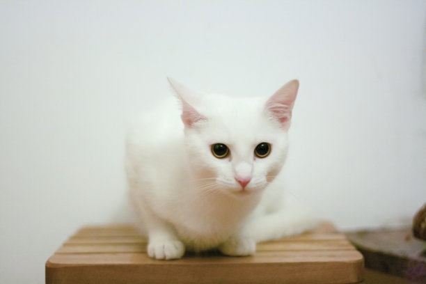 白色的猫图片下载