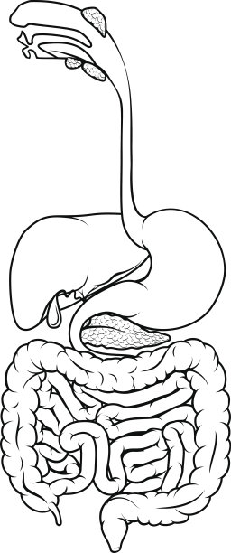 人类消化道图片下载