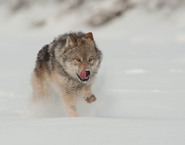灰太狼2图片下载