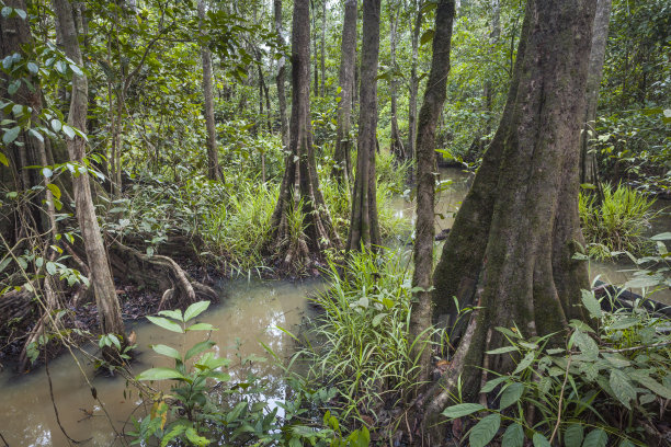 婆罗洲丛林。图片下载