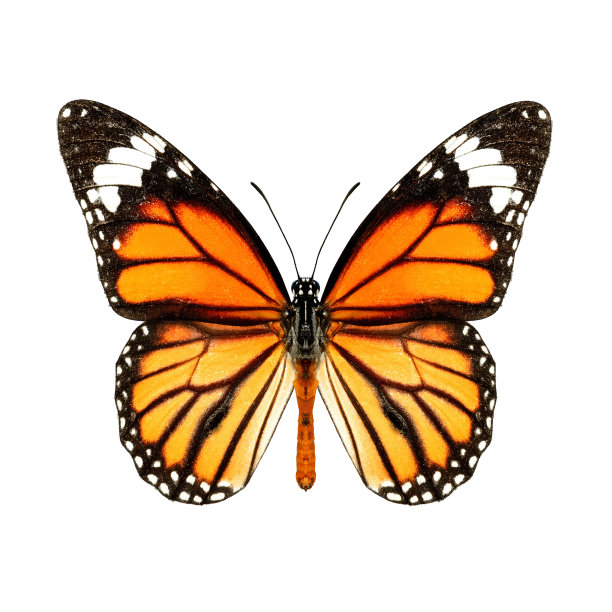 蝴蝶照片素材ID：120554302