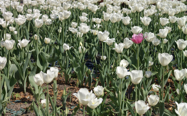 春天的白色郁金香图片下载