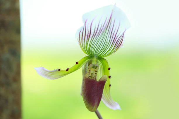 美丽的热带兰花图片下载