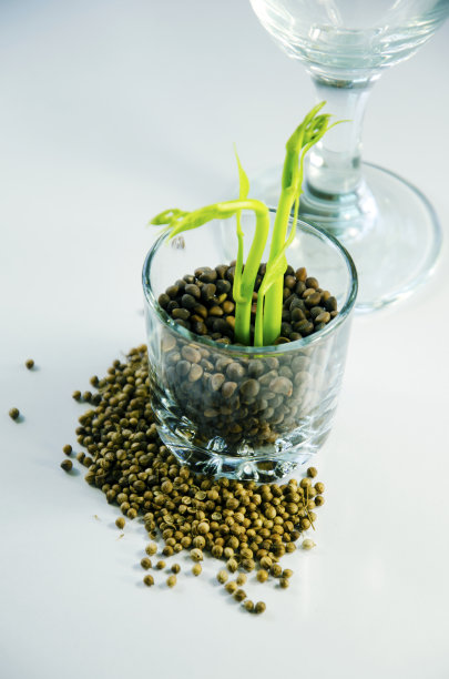 植物在玻璃图片下载