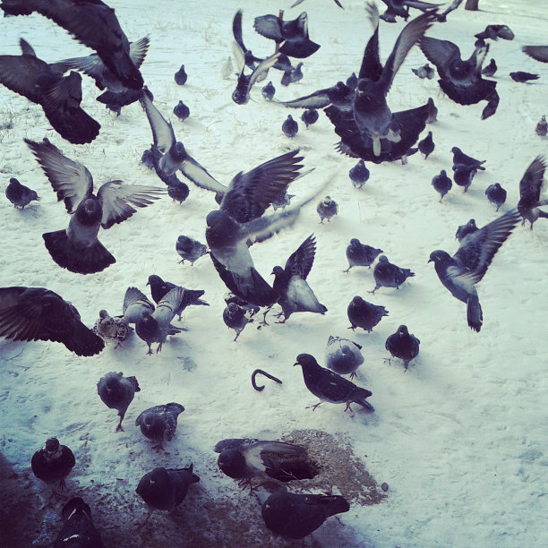 鸽子。图片下载