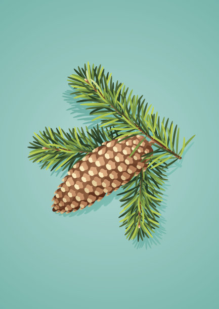 带枝松果图片下载