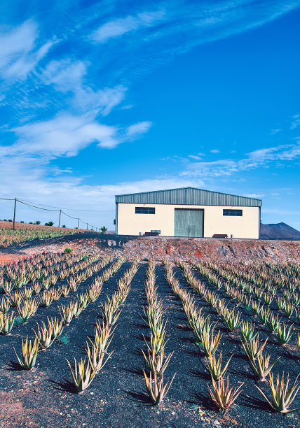 芦荟种植图片下载