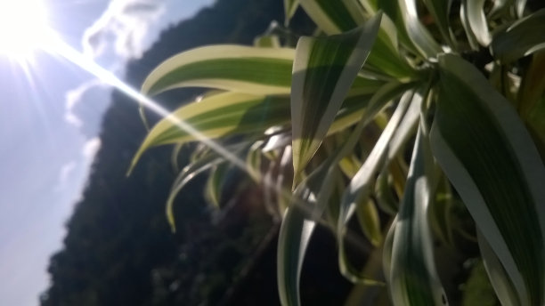 白了叶图片下载