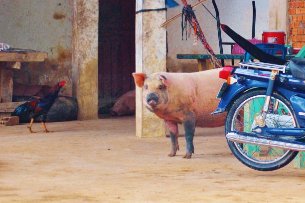 柬埔寨生活图片下载