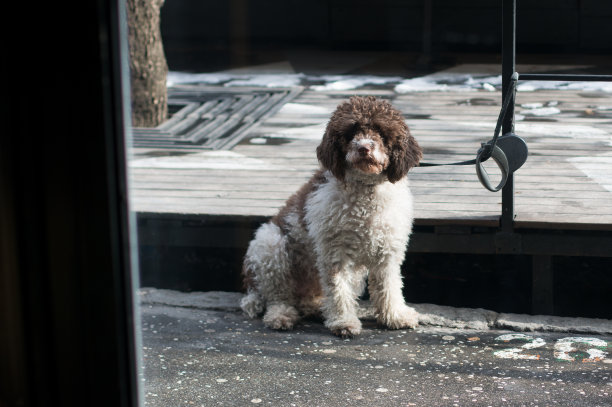 拉戈托 · 罗马尼奥洛狗摆姿势图片下载