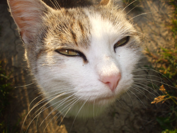 判断猫图片下载