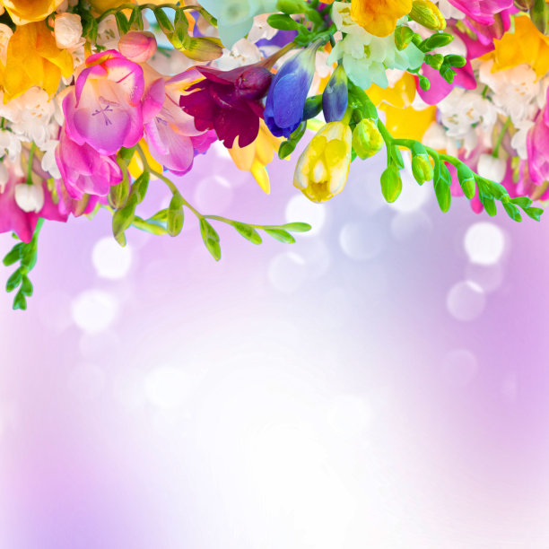 五颜六色的小苍兰，花卉背景图片下载