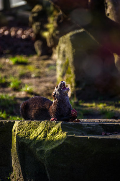 岩石上的猴子特写镜头图片下载