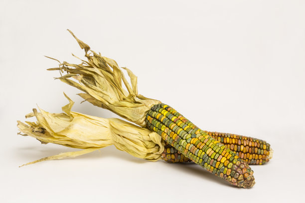 玉米图片下载