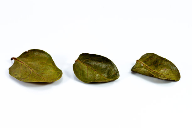 白底上的三片干叶子。图片下载