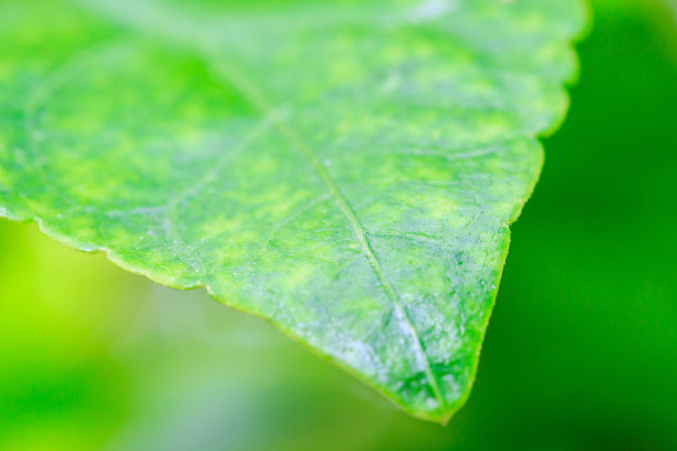 绿色的叶子图片下载