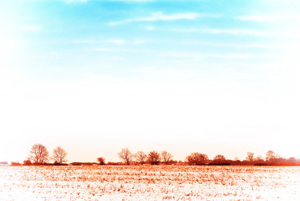 在景观树图片下载