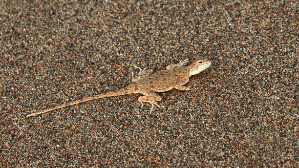 石头的蜥蜴,爬行动物图片下载