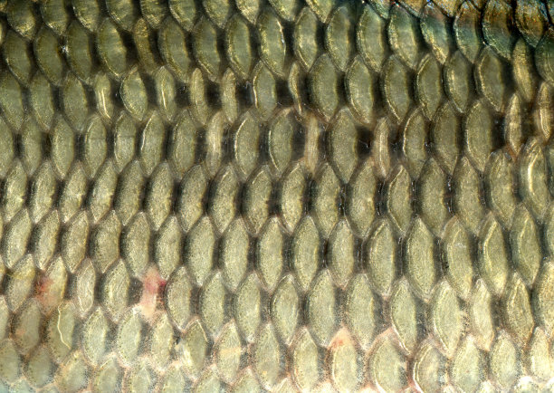 鱼鳞图片下载