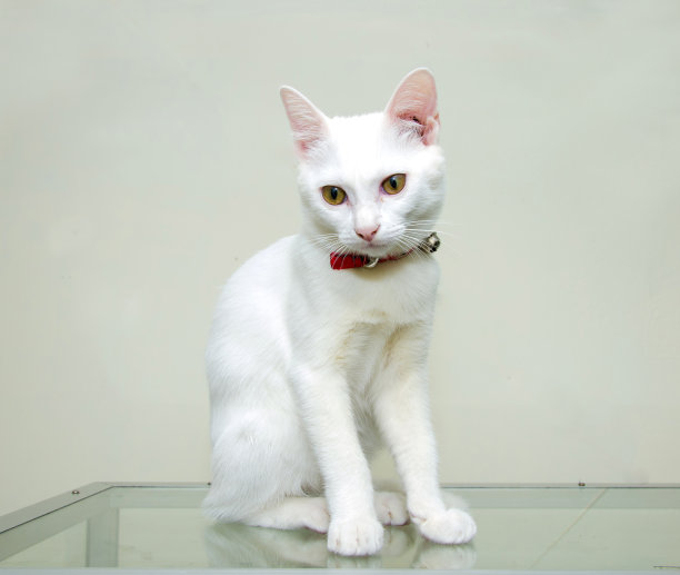 泰国猫的肖像白色图片下载