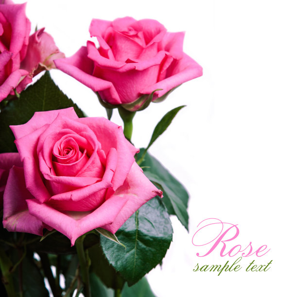 粉色的玫瑰图片下载