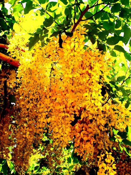 花的背景图片下载