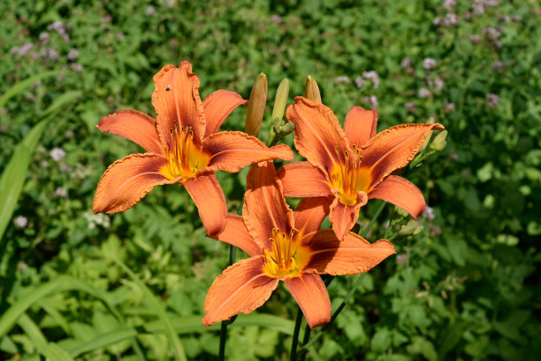 橙色出去吃图片下载