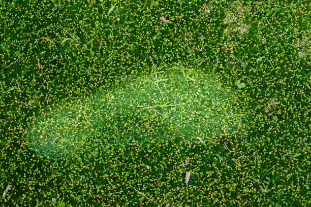 足迹在草地上图片下载