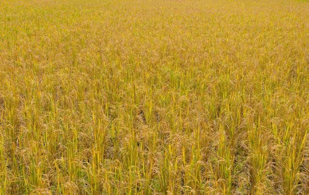 金色的稻田等待收割图片下载