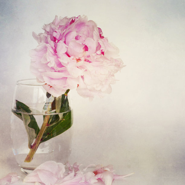 牡丹花朵图片下载