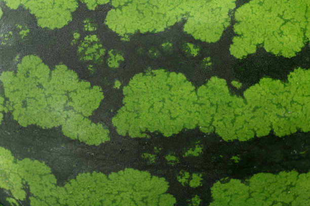 日本西瓜纹理背景#2图片下载