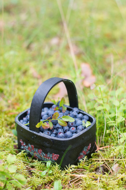 篮子里的新鲜蓝莓图片下载