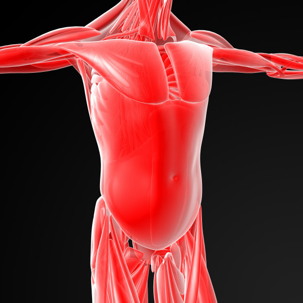 男性的肌肉图片下载