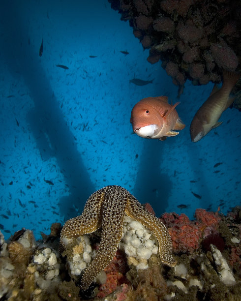 在石油钻井平台下潜水图片下载