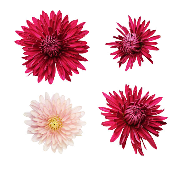 Aster花图片下载