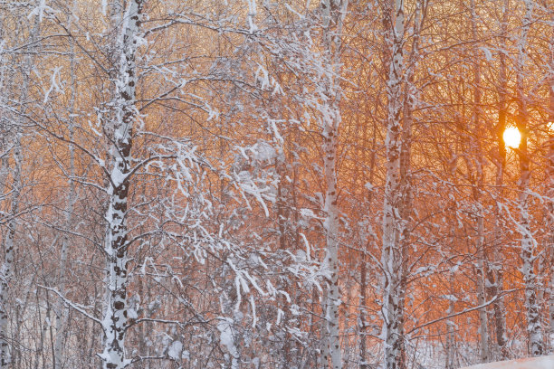 冬天的风景。图片下载