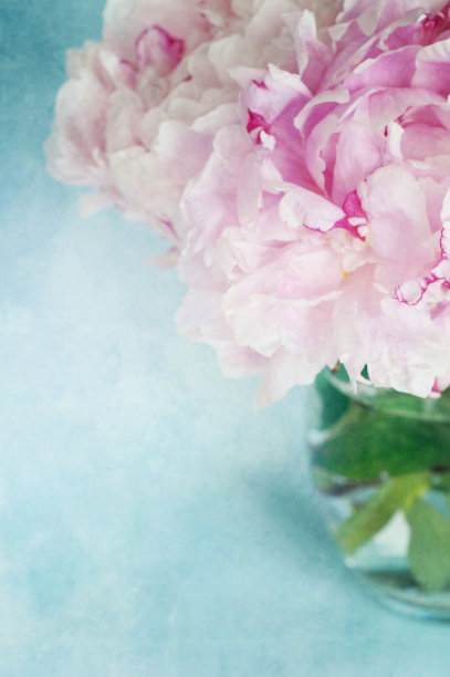 牡丹花朵图片下载