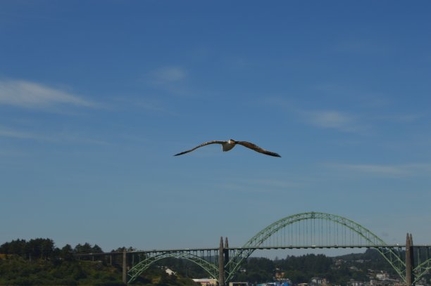 海鸥飞越海洋，飞向一座桥图片下载