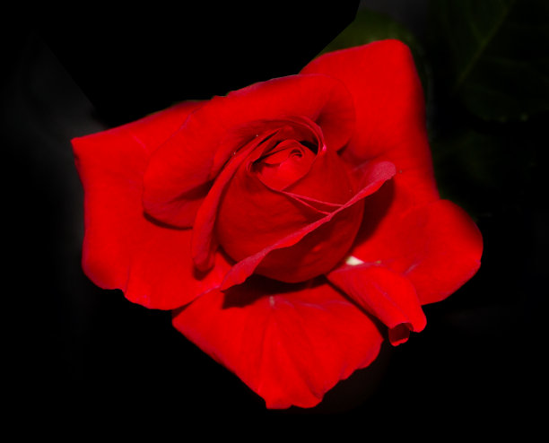 红玫瑰图片下载