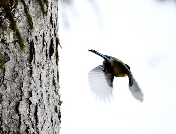 牛眼菊在冬天图片下载