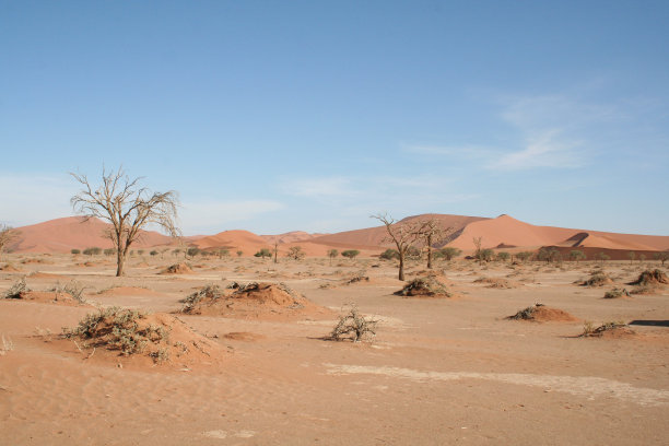 非洲纳米比亚纳米布沙漠Sossusvlei沙丘中的树木图片下载