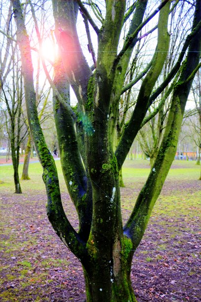 鲍姆克罗宁·温特图片下载