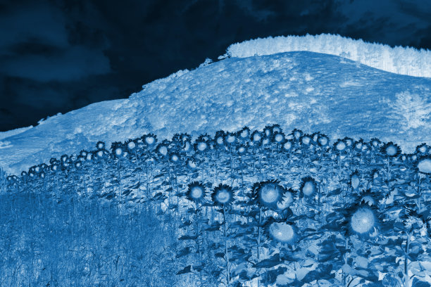 山上美丽的向日葵图片下载