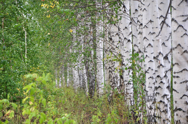 桦树。图片下载