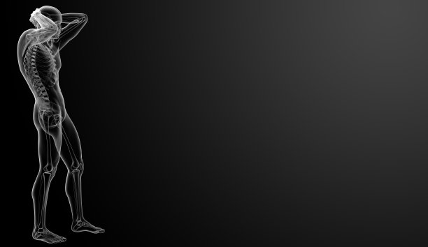 3d渲染的骨架-侧视图图片下载