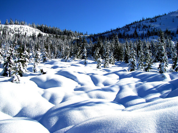 被风吹的图片下载