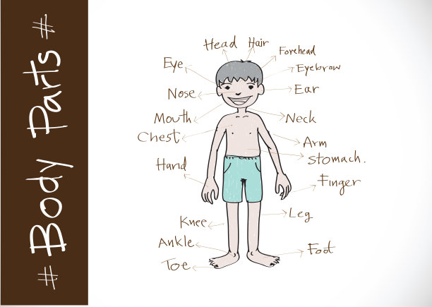 说明部分身体词汇图片下载