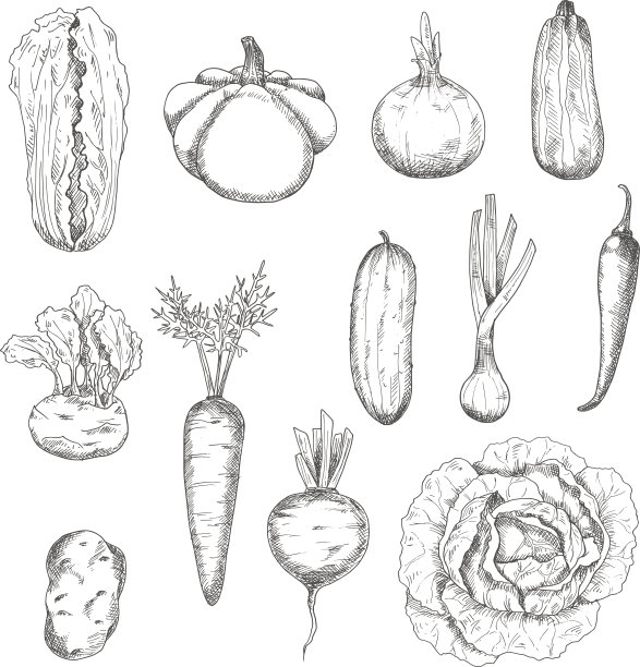 新鲜采摘的健康蔬菜素描图片下载