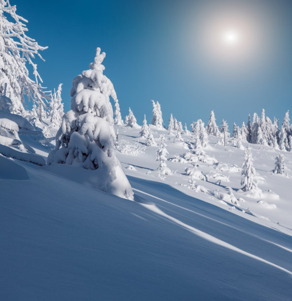 在冬天的山上，小冷杉树覆盖着新鲜的雪图片下载