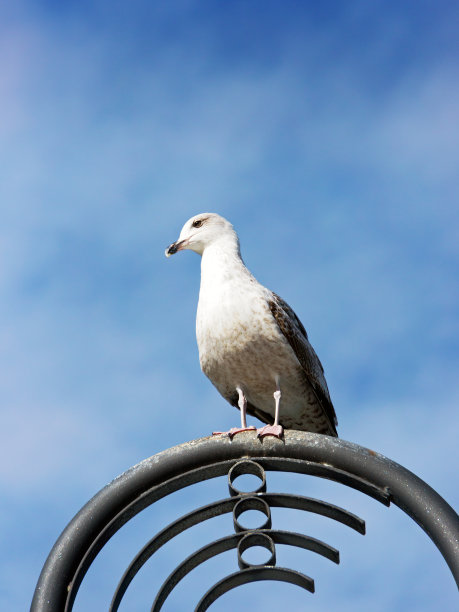 海鸥坐在路灯上图片下载